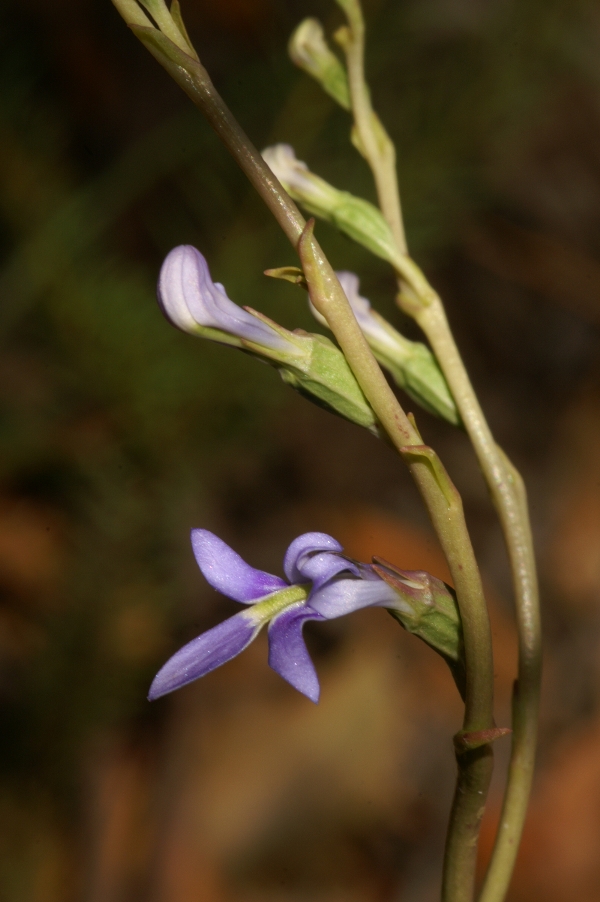 Lobelia gibbosa